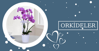 orkideler